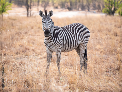 The plains zebra is the most common zebra in Africa. It lives in the steppes  grasslands  savannas and forest savannas in eastern and southern Africa.