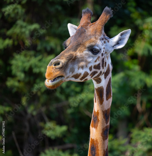 Girafe, tête, solo, photo carrée © Anne-Marie G