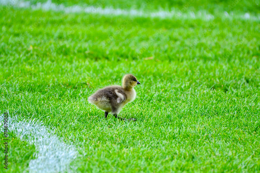 Small baby duckling walking alone on the grass Small baby duckling walking alone on the grass