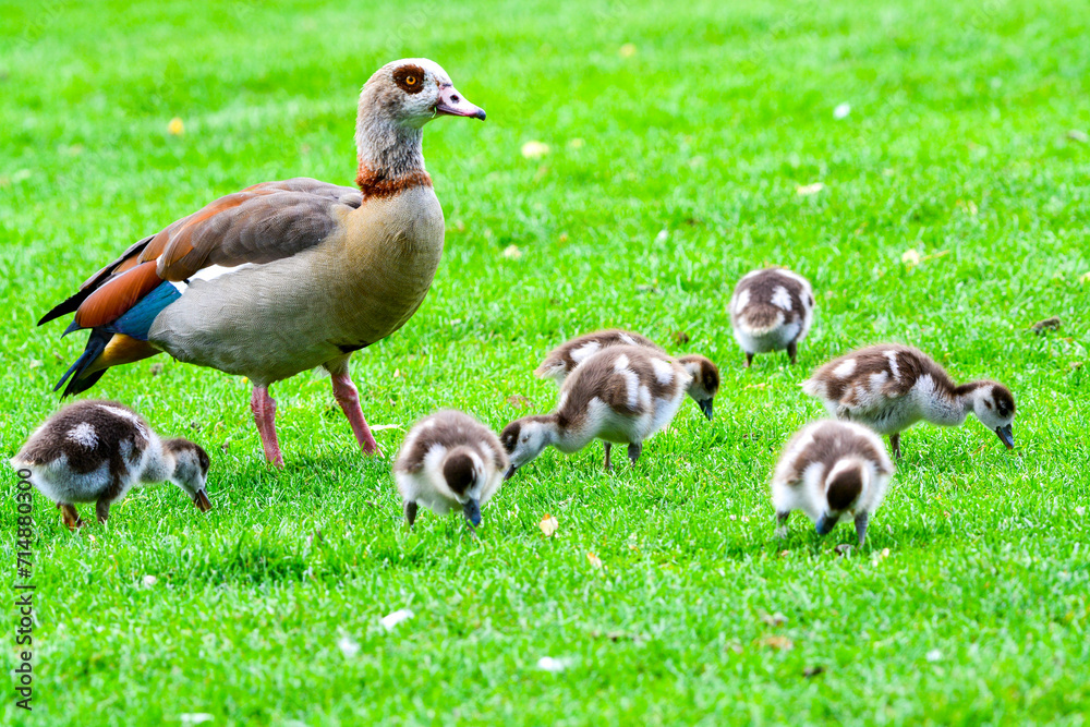 Egyptian goose with her ducklings Egyptian goose with her ducklings