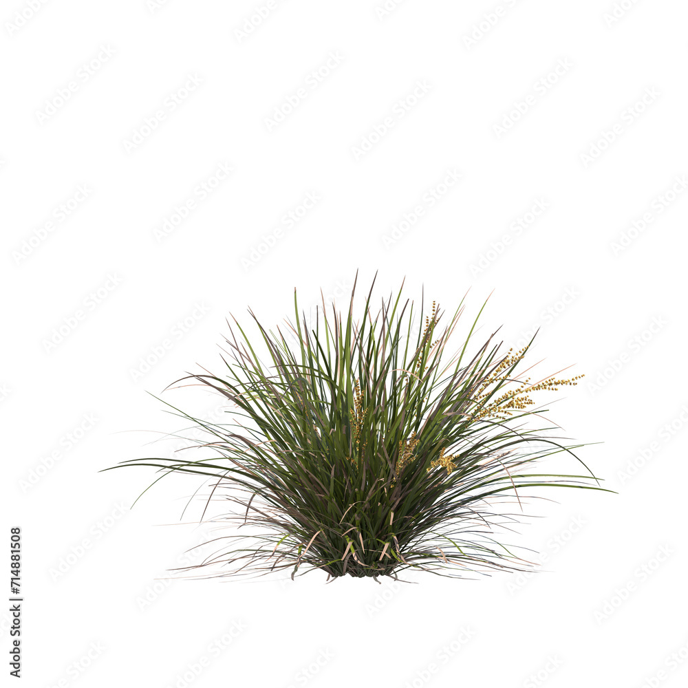 Lomandra longifolia Nyalla, bushes, shrubs, evergreen, small tree, bush, tree, big tree, light for daylight, easy to use, 3d render, isolated Lomandra longifolia Nyalla, bushes, shrubs, evergreen, small tree, bush, tree, big tree, light for daylight, easy to use, 3d render, isolated