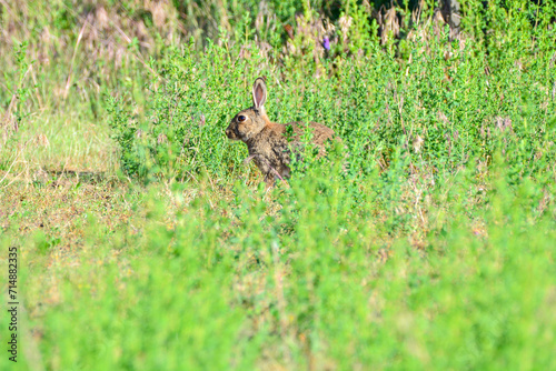 A rabbit hiding behind grass and twigs and plants