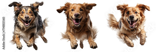 Collection of dogs in motion, running isolated on transparent or white background © Luckyphotos