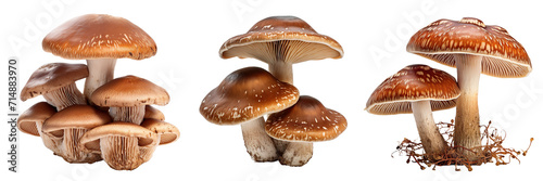Collection of mushrooms isolated on transparent or white background