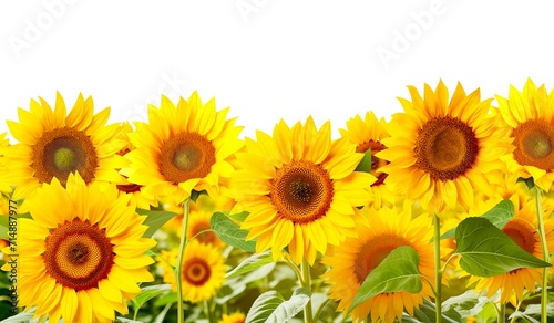 field of sunflowers on a transparent background template