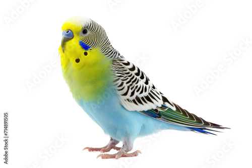 Budgerigar bird isolated on white or transparent background PNG