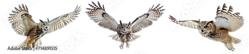 Collection set Flying Owl bird isolated on white or transparent background PNG
