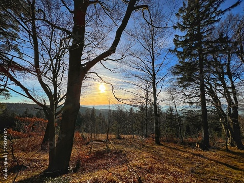 In the wood 