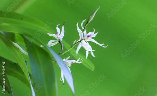 orquídea Prosthechea bulbosa photo