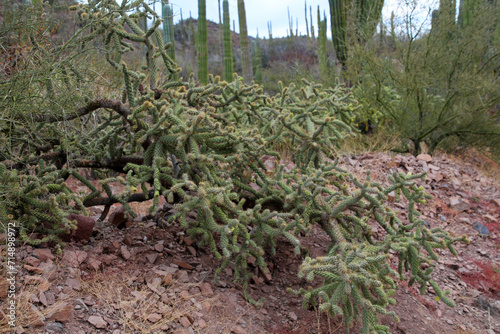 Cacti in the semi-desert of Baja California Sur, Mexico photo