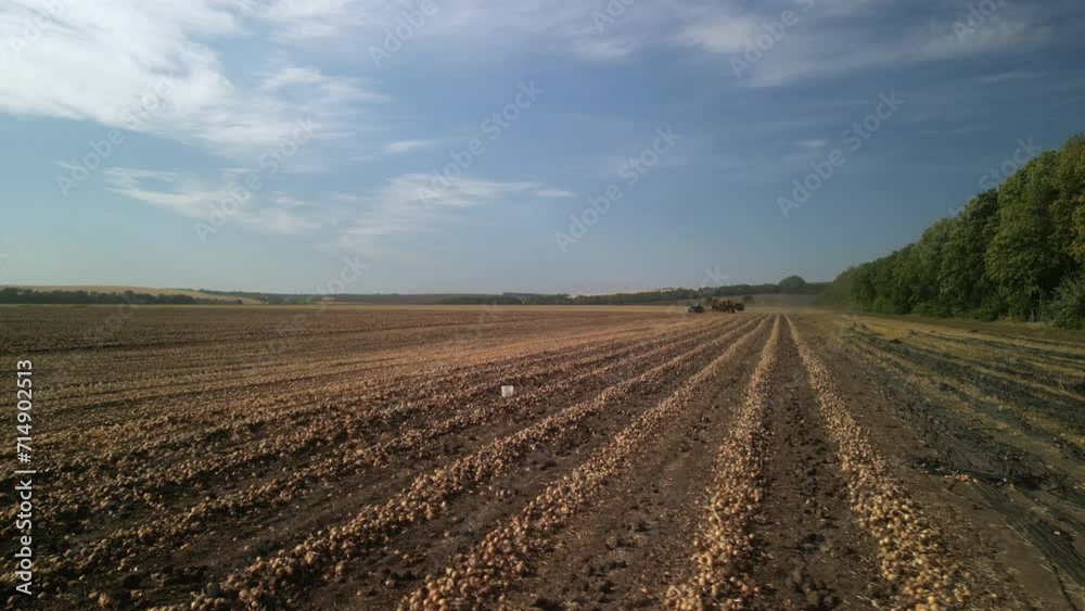 Onion harvest by tractor and harvester