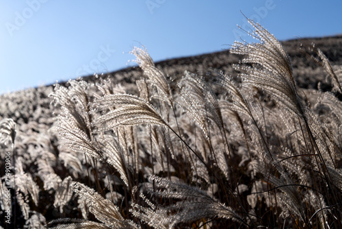 swaying reeds in the wind