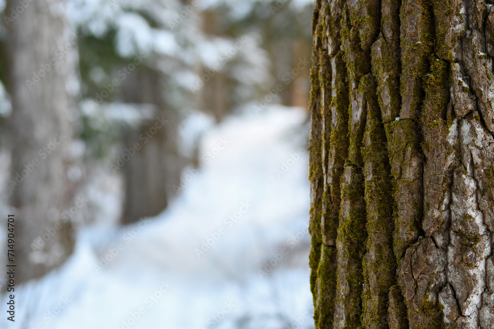 Majestic Snow-Covered Trees Lining a Forest Path in the Heart of Winter Majestic Snow-Covered Trees Lining a Forest Path in the Heart of Winter