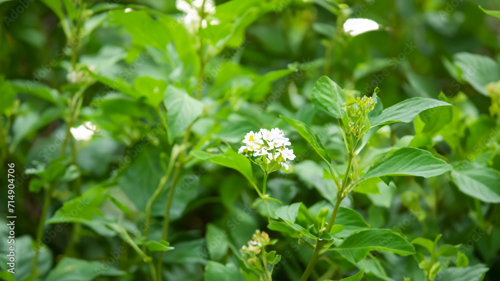 Obraz premium white flowers