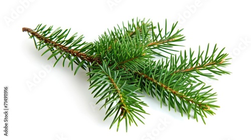 Lush Green Christmas Pine Twig Isolated on White Background