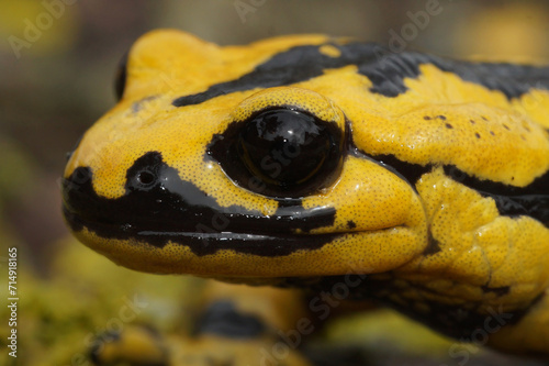 Closeup shot of a yellow-colored European Tendi fire salamander, Salamandra salamandra bernardezi on a stone photo