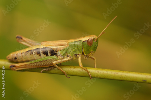 Closeup on a Common European meadow grasshopper, Chorthippus parallelus sitting on a grass straw © Henk