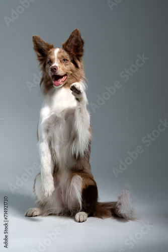 border collie dog