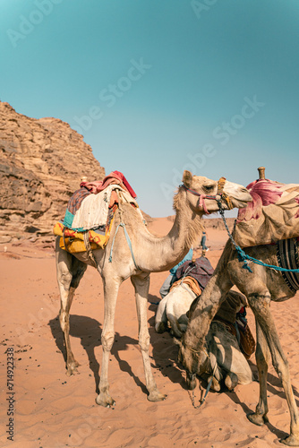Camellos en el desierto Wadi Rum - Petra © JuanCarlos