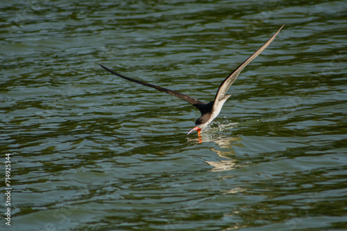 El ave rayador pescando