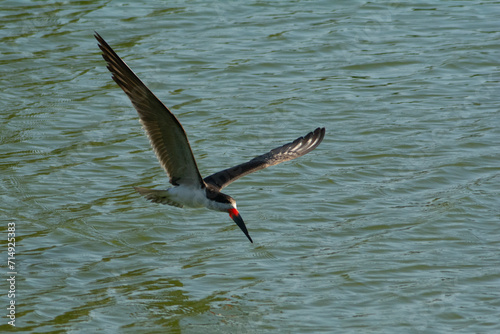 El ave rayador volando sobre la laguna