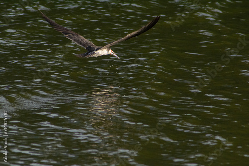 El ave rayador volando sobre la laguna