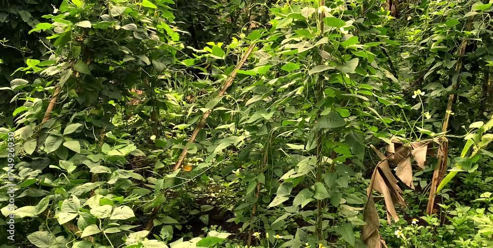 long bean vegetable plants in rural agricultural garden long bean vegetable plants in rural agricultural garden