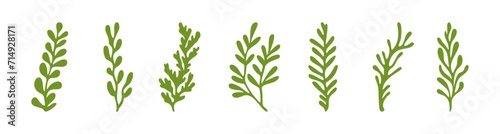 Ocean plants marine green foliage vector set