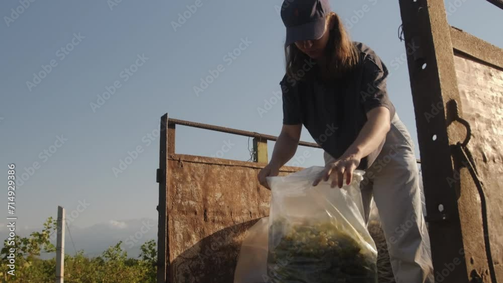 Harvesting grapes in a family vineyard. Harvesting grapes in a family vineyard.