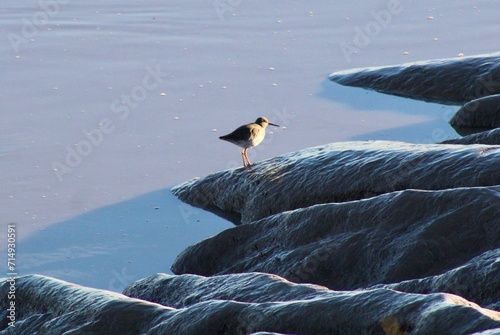 seagull on the rocks