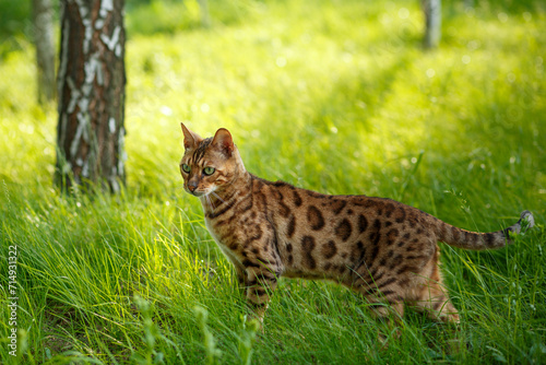 Portrait of a Bengal cat in green grass outdoors © Svitlana