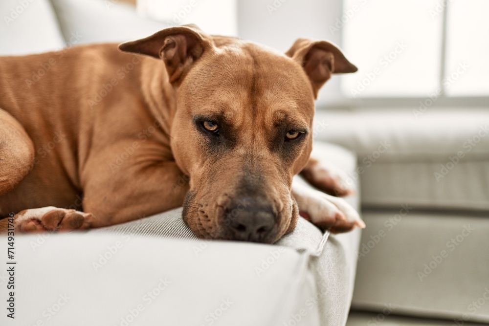 Calm brown dog lounging on a white sofa in a bright living room. Calm brown dog lounging on a white sofa in a bright living room.
