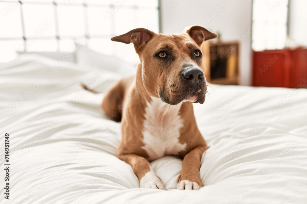 A relaxed brown dog lying on a white bedspread with a curious expression in a sunny bedroom setting. A relaxed brown dog lying on a white bedspread with a curious expression in a sunny bedroom setting.