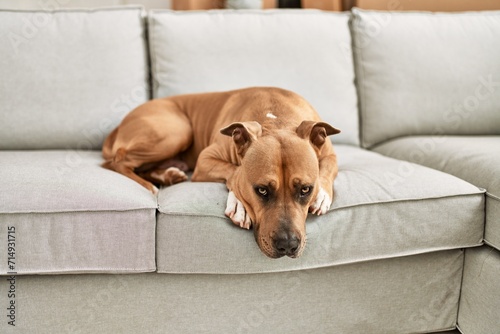 A brown dog lounging on a beige sofa in a cozy home setting depicts pet relaxation indoors with no people visible. © Krakenimages.com