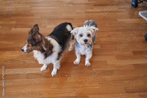 Photography Two attentive dogs standing on a polished wooden floor indoors, looking expectantly toward the camera