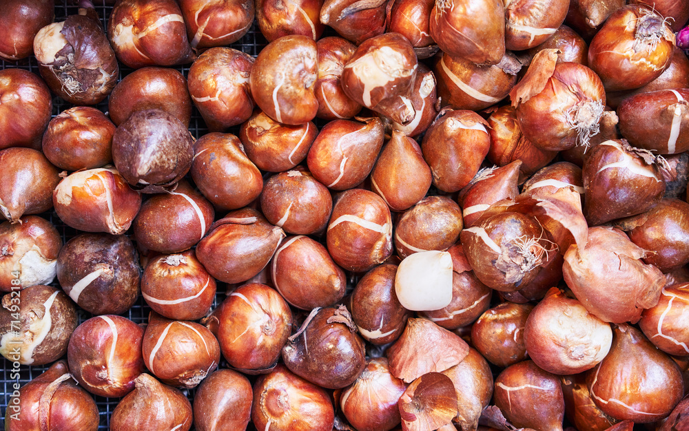 Close-up of fresh, whole tulip bulbs displayed for sale at a gardening store. Close-up of fresh, whole tulip bulbs displayed for sale at a gardening store.