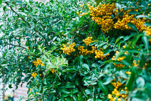 Vibrant yellow berries clustered among lush green leaves in a natural outdoor environment.