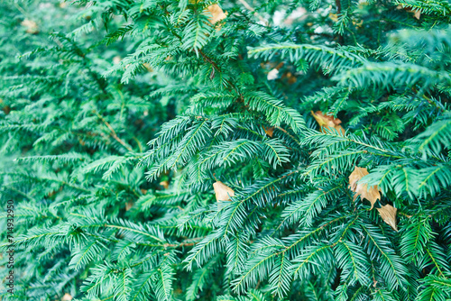 Lush, green, coniferous foliage captured up-close, portraying the natural beauty and texture of forest vegetation. © Krakenimages.com