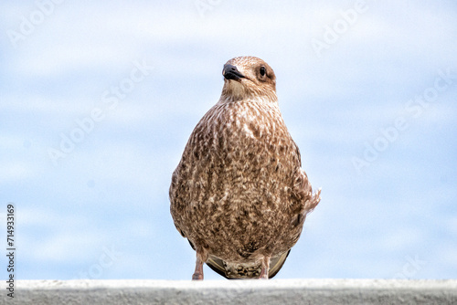 
Close-up of a brown seagull against a blue sky photo