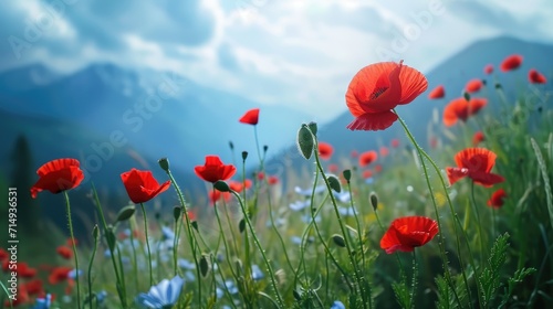 Wildflowers poppies © Andrus Ciprian