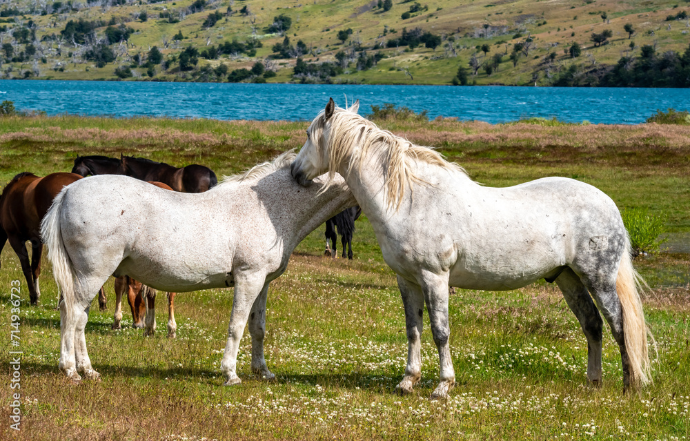 Beautiful white horses graze in the meadow near the lake. Torres Del Paine National Park, Chile Beautiful white horses graze in the meadow near the lake. Torres Del Paine National Park, Chile