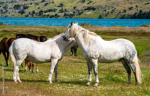 Beautiful white horses graze in the meadow near the lake. Torres Del Paine National Park, Chile
