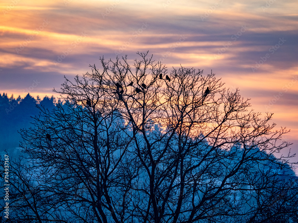 Krähen auf Bäumen bei Sonnenuntergang im Winter