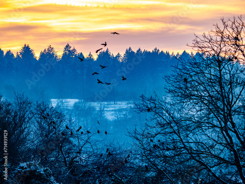 Krähen auf Bäumen bei Sonnenuntergang im Winter photo