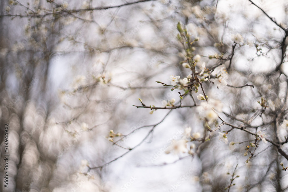 Background of spring blooming branches