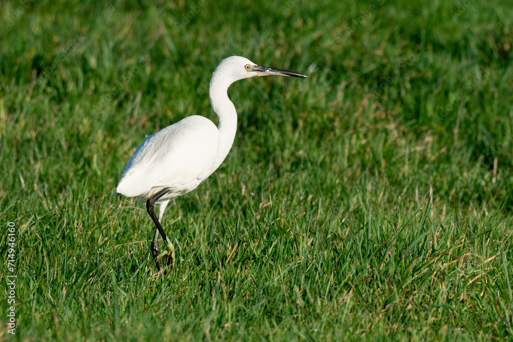 Aigrette garzette, .Egretta garzetta, Little Egret, Aigrette garzette, .Egretta garzetta, Little Egret,