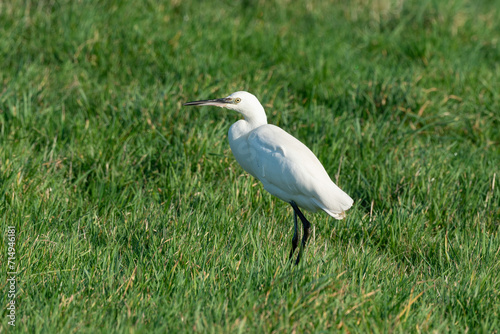 Aigrette garzette, .Egretta garzetta, Little Egret,