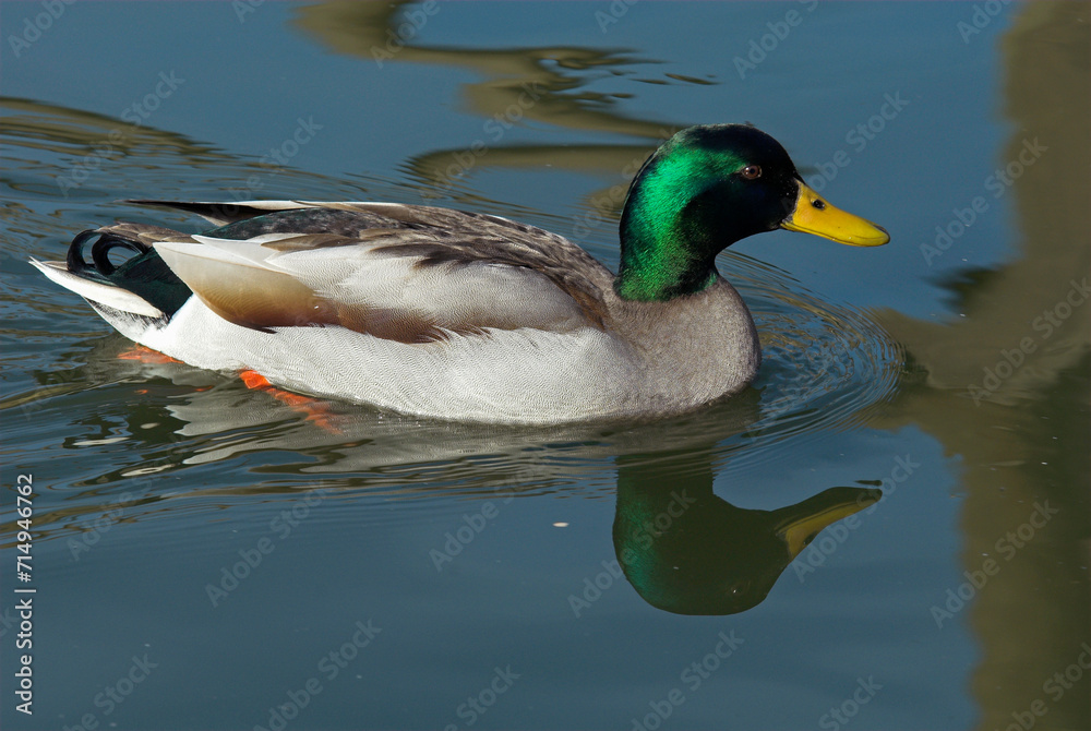 Canard colvert, mâle,. Anas platyrhynchos, Mallard Canard colvert, mâle,. Anas platyrhynchos, Mallard