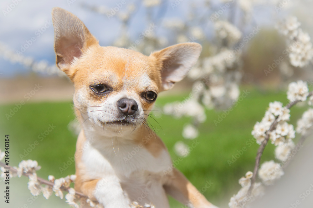 dog enjoys cherry blossoms on a spring day dog enjoys cherry blossoms on a spring day