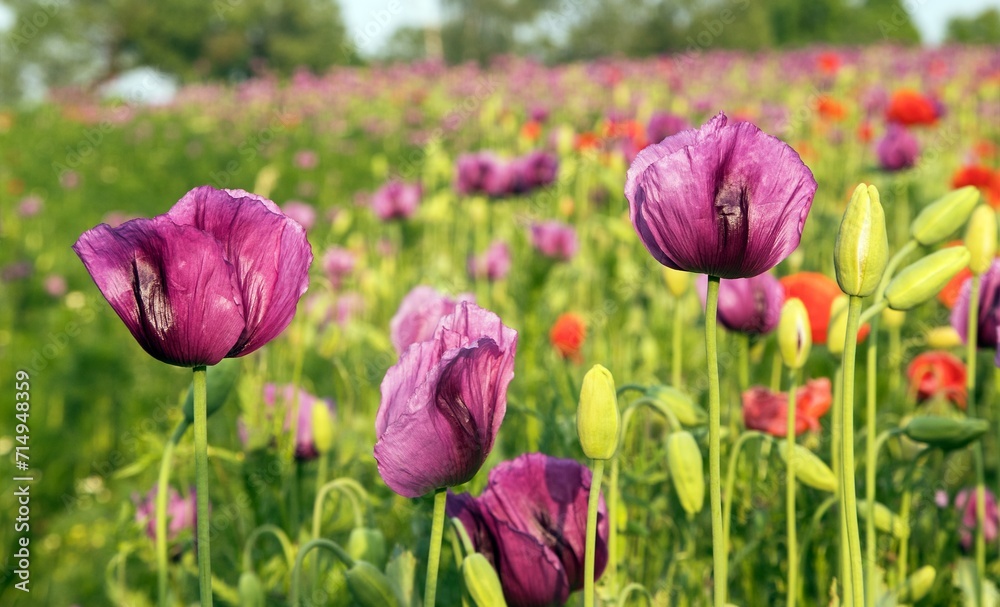 Flowering opium poppy field in Latin papaver somniferum Flowering opium poppy field in Latin papaver somniferum
